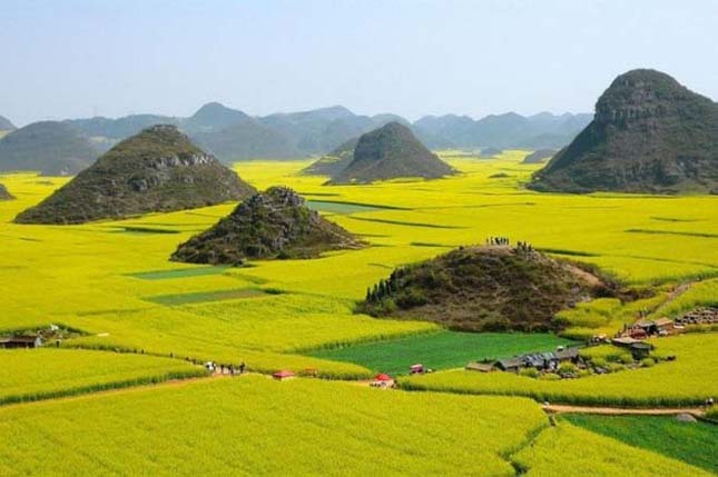 Kínai aranysárga mező